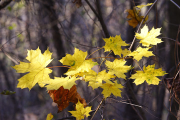 maple leaves in woodland