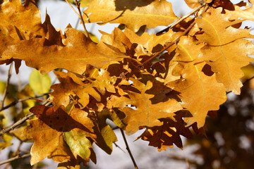autumn golden oak leaves