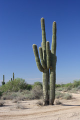 two giant saguaro  cactus.