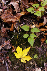 colorful fall leaves
