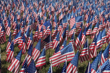 field of flags