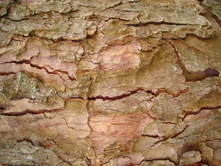 brown tree bark background/ wallpaper