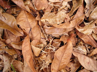 dried brown leaves background