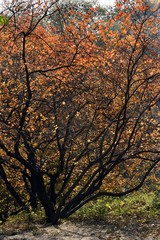 cotinus coggygria scop trees