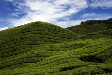 tea plantation