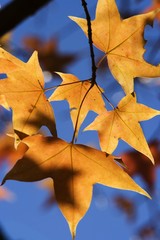 maple leaf © Shirley