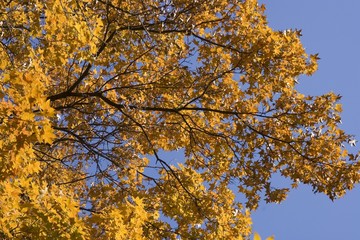 Fototapeta premium maple leaf