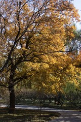 Fototapeta premium maple leaf