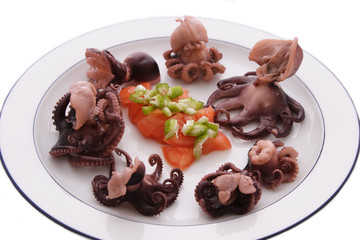 baby octopus
