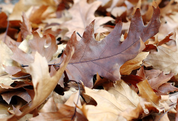 fallen leaves