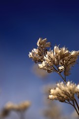 winter thistles and blue sky