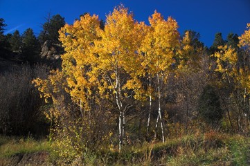yellow autumn trees in colorado