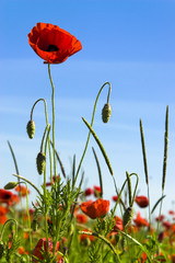 coquelicots