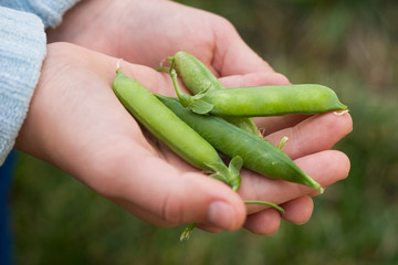 hands full of pea pods