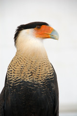 crested caracara exotic bird