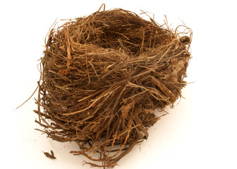 Obraz premium birds nest