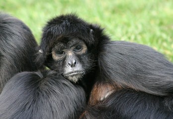 the look of a monkey