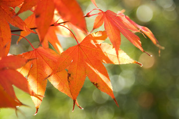 red autumn leaves on tree
