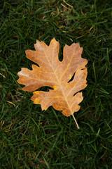 fallen leaf 1