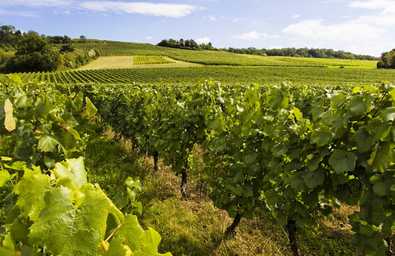 vignoble 4