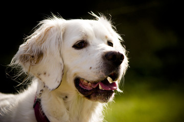 chien 7