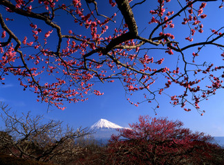 plum blossoms iii