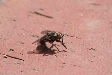 fly