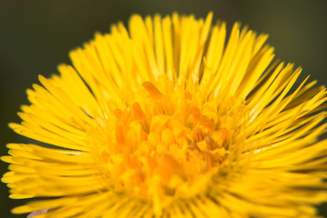 flower of coltsfoot