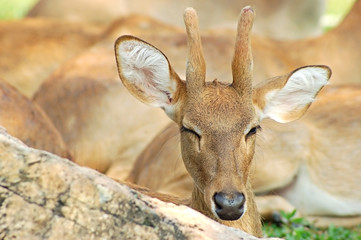 winking deer