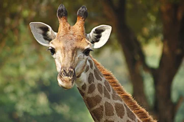 Deurstickers Giraf young giraffe