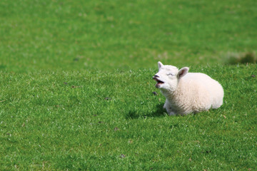 yawning lamb