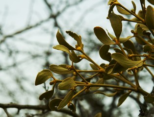 bunch of mistletoe