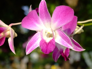 fleur, thailande
