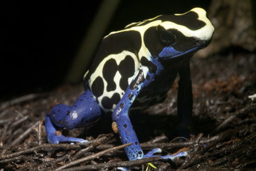 exotischer frosch