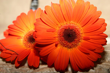 close-up of gerbera daisies.