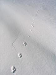 footsteps on the snow