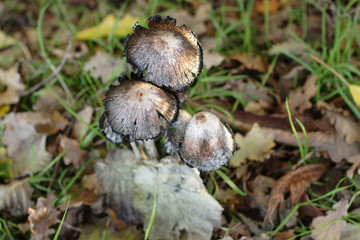 champignons argentés