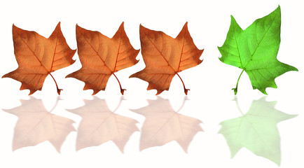 feuilles de platane