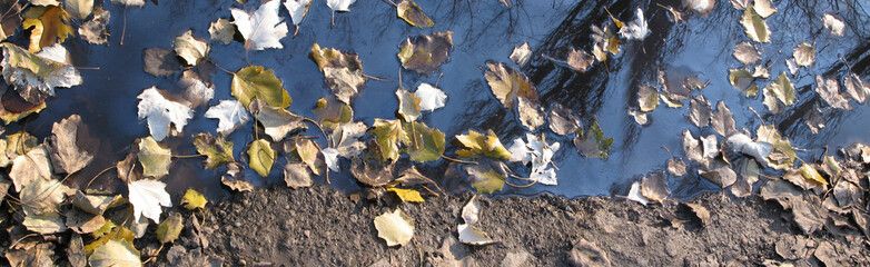 bog and leaves