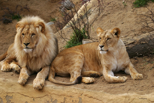 angola lion, lion and lioness