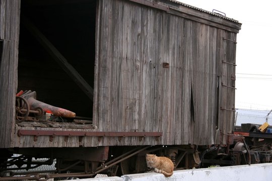 Old Boxcar, Cat