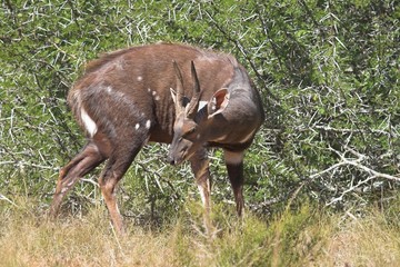 bushbuck