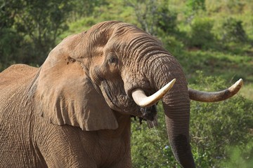 african elephant