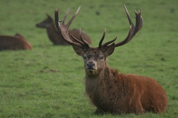 red deer stag 1