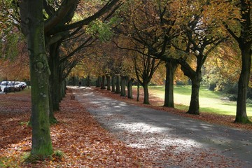 autumn beech tree avenue 3