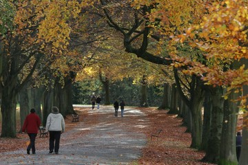 autumn beech tree avenue 6