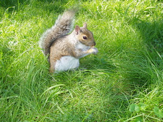 squirrel    20032