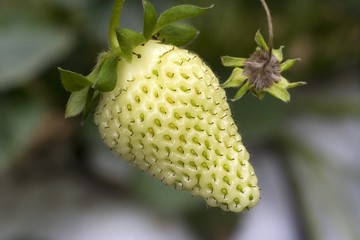 strawberries