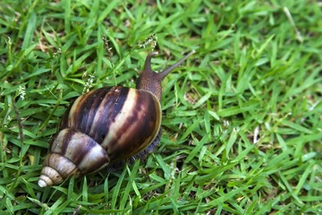 snail