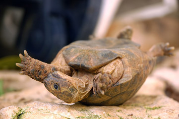 overturned turtle